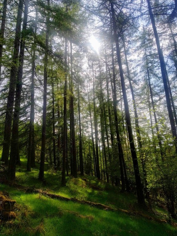 Web stránka zadarmo